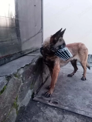 femela malinois 7 luni