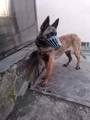 femela malinois 7 luni