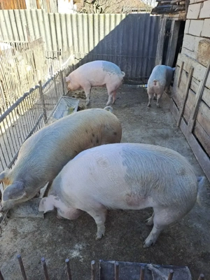 Vand porci - imagine 3
