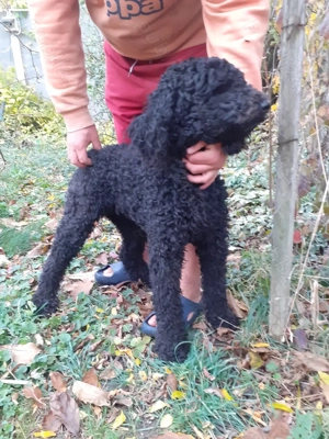 Pudel tie medie - imagine 2