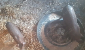 Purcei de vânzare  - imagine 4