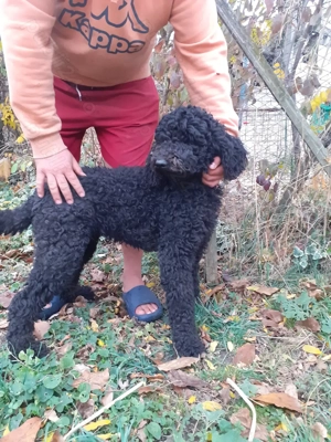 Pudel tie medie - imagine 3