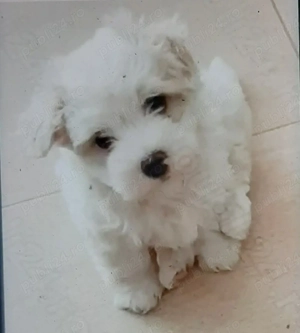 Vand bichon maltez talie mica baiat 6 saptamani