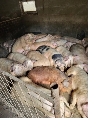 Porci,purcele 70,80,90,100,120 Kg
