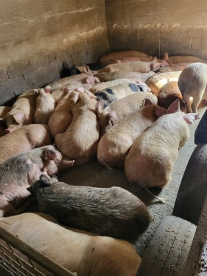 Porci,purcele 70,80,90,100,120 Kg - imagine 2