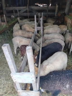 vand miei  - imagine 4