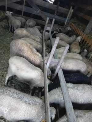 vand miei  - imagine 3