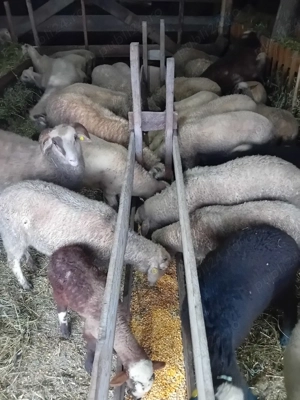 vand miei  - imagine 5