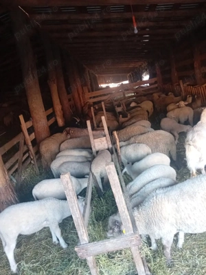 vand miei  - imagine 2