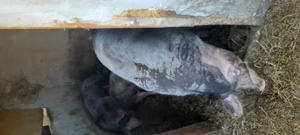 vind porci - imagine 2