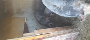 vind porci - imagine 3