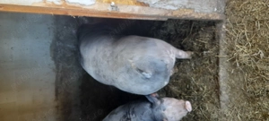 vind porci - imagine 5