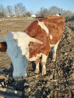 Junincă nefatata! - imagine 3