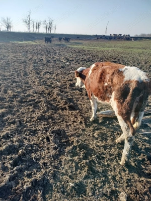 Junincă nefatata! - imagine 5