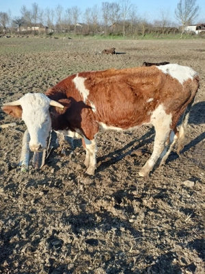 Junincă nefatata! - imagine 4