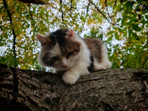 Donez motan sterilizat - imagine 2