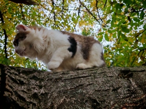 Donez motan sterilizat - imagine 4