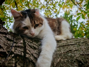 Donez motan sterilizat