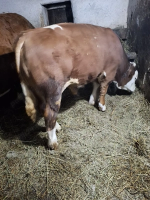 Vând tăuraș de 9 luni în comuna Șeica Mare județul Sibiu.  - imagine 5