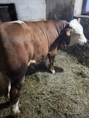 Vând tăuraș de 9 luni în comuna Șeica Mare județul Sibiu.  - imagine 4