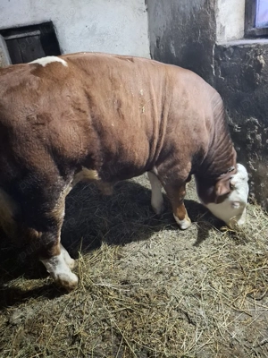 Vând tăuraș de 9 luni în comuna Șeica Mare județul Sibiu.  - imagine 3