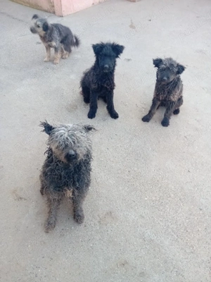 vand caini de intors oile 