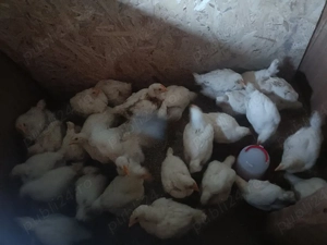 Pui de carne 500 g - imagine 2