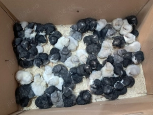 Preiau comenzi pentru oua de incubatie si pui din rasele australorp si plymuth rock barat . - imagine 3