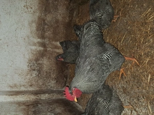 Preiau comenzi pentru oua de incubatie si pui din rasele australorp si plymuth rock barat . - imagine 5