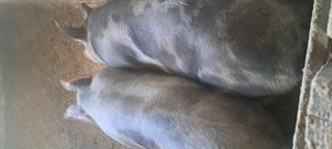 Scroafe gestante  - imagine 3