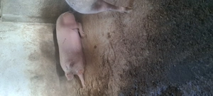 Scroafe gestante  - imagine 2