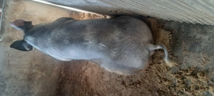 Scroafe gestante  - imagine 4