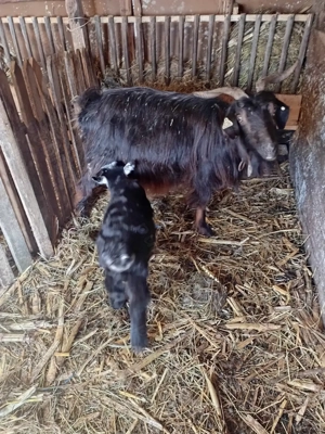 Capre de vânzare  - imagine 3