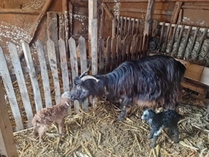 Capre de vânzare  - imagine 4