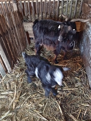 Capre de vânzare  - imagine 2