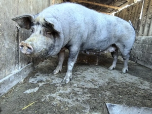 Porc de vânzare  - imagine 2