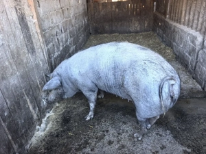 Porc de vânzare  - imagine 3