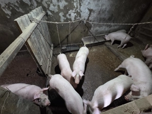 Purcei de vanzare - imagine 2