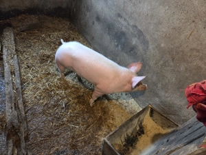 Purcei de vanzare - imagine 3