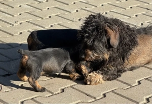 Pui de teckel cu păr sârmos - imagine 2