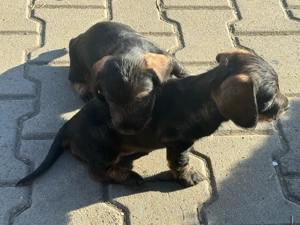 Pui de teckel cu păr sârmos