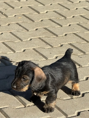 Pui de teckel cu păr sârmos - imagine 5