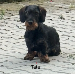 Pui de teckel cu păr sârmos - imagine 3