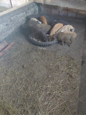 vand 3 purcei si 10 godini  - imagine 3