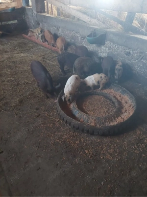 vand 3 purcei si 10 godini  - imagine 2