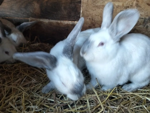 Iepurași disponibilii - imagine 2