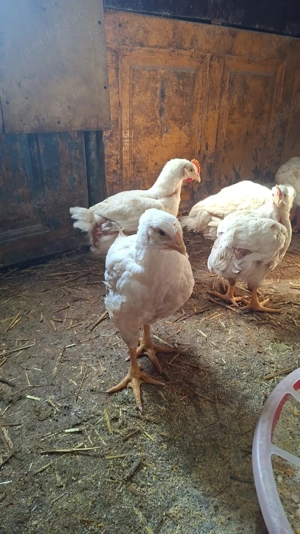 Puii Broiler Calitatea 1 premium  - imagine 2