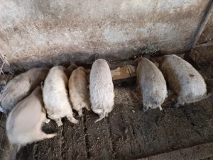 purcei mangalita blond 10 saptamani