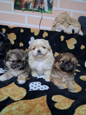 Pichinez imperial - imagine 3