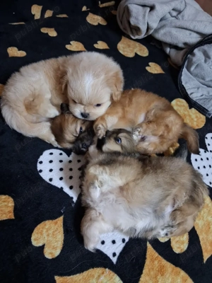 Pichinez imperial - imagine 4